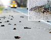 (不可思議的事件)美天降鳥屍 挪威海灘驚現20噸死魚(2P)