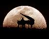 【古典音樂】升c小調第十四鋼琴奏鳴曲(月光奏鳴曲) - Ludwig van Beethoven(1P)