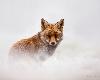 天才攝影師新作品《享受雪的野生狐狸》，讓你感受牠不同面貌的空靈感！(9P)