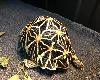 斯里蘭卡星龜(4P)